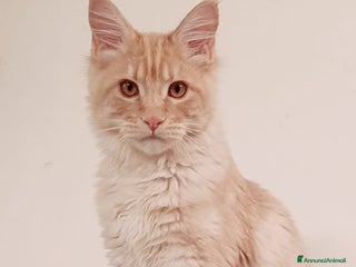 Maine Coon gatti Maine Coon pedigree ANFI - Annuncio 2