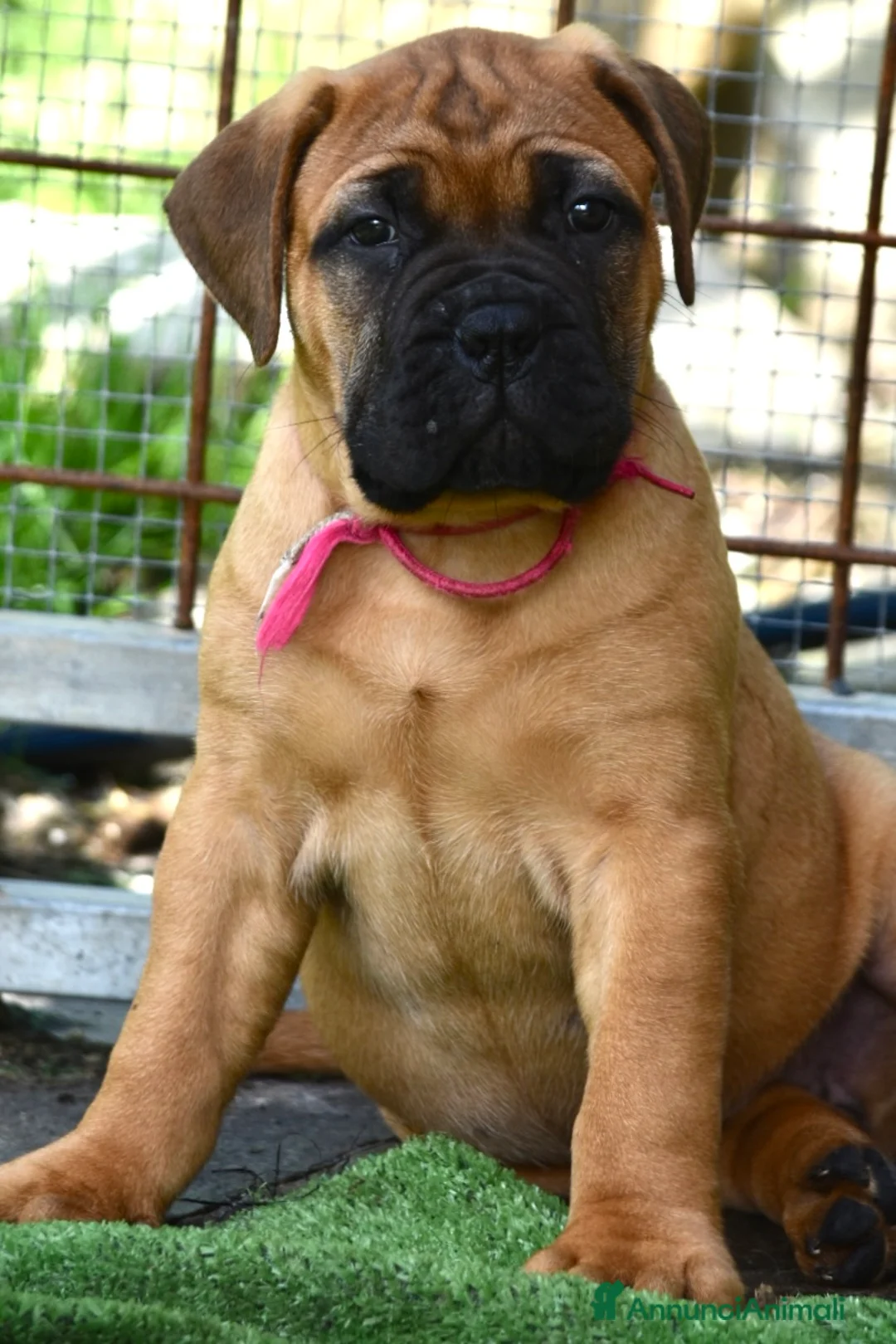Bullmastiff cani in vendita: BULLMASTIFF ULTIMA FEMMINA DISPONIBILE  - Annuncio 2