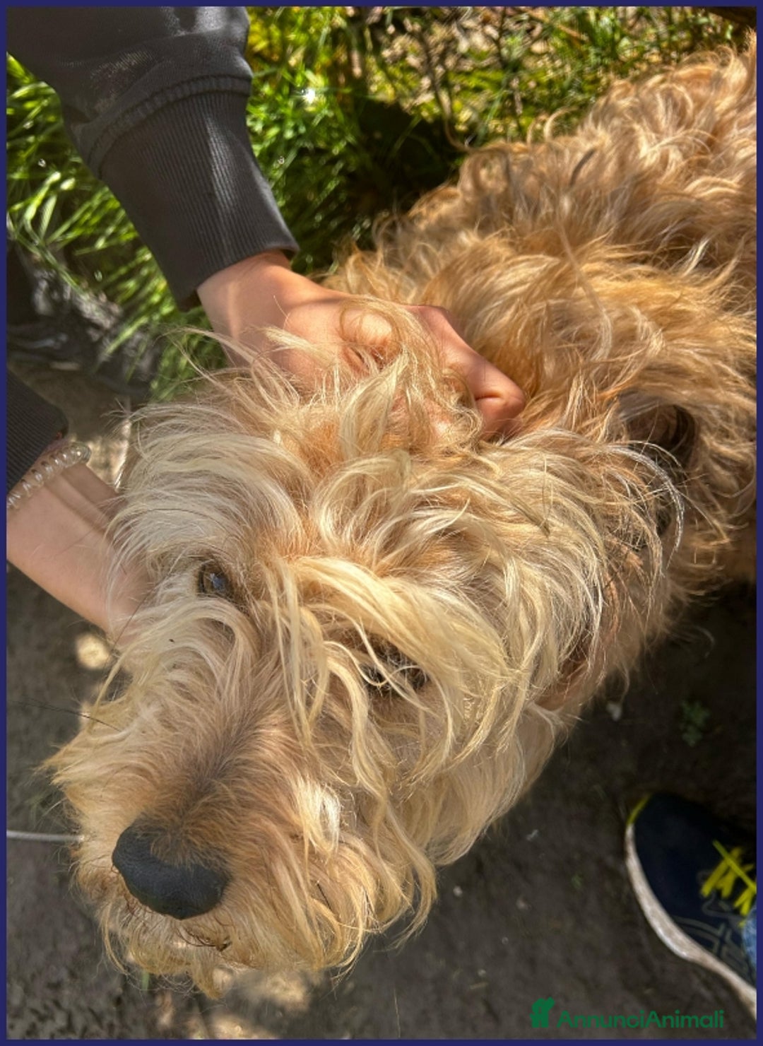 Spinone cani in regalo: FANGO DOLCE SPINONCELLO 2-3 ANNI SOGNA LA GIOIA DI a Città metropolitana di Milano - Annuncio 9