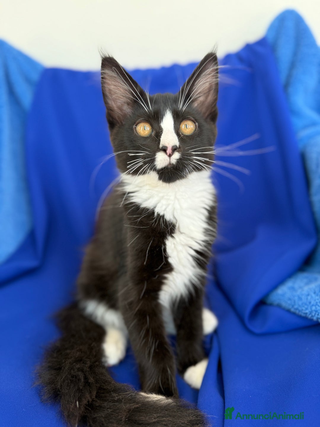 Maine Coon gatti in vendita: Cucciola Maine coon da compagnia disponibile  a Provincia di Novara - Immagine 1