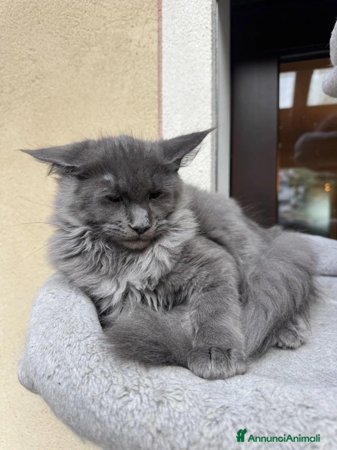Maine Coon gatti in vendita: Cucciola di razza Maine Coon con pedigree AFeF - Annuncio 2