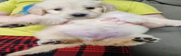 Golden Retriever cani in vendita: Cuccioli golden retriever  - Annuncio 5