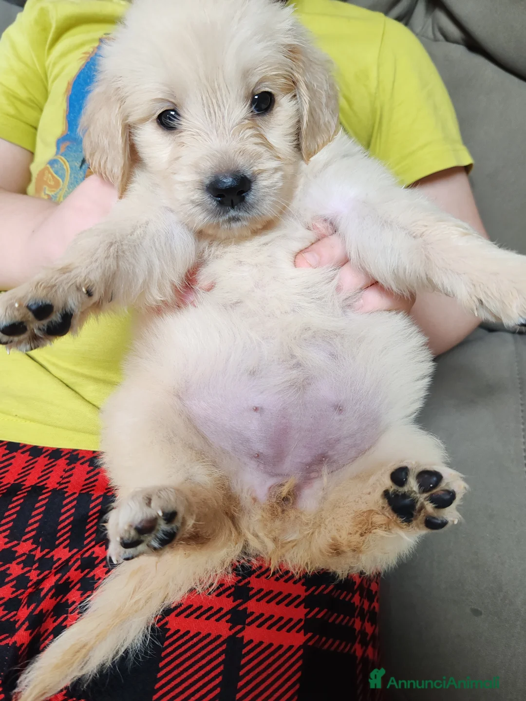 Golden Retriever cani in vendita: Cuccioli golden retriever  - Annuncio 5