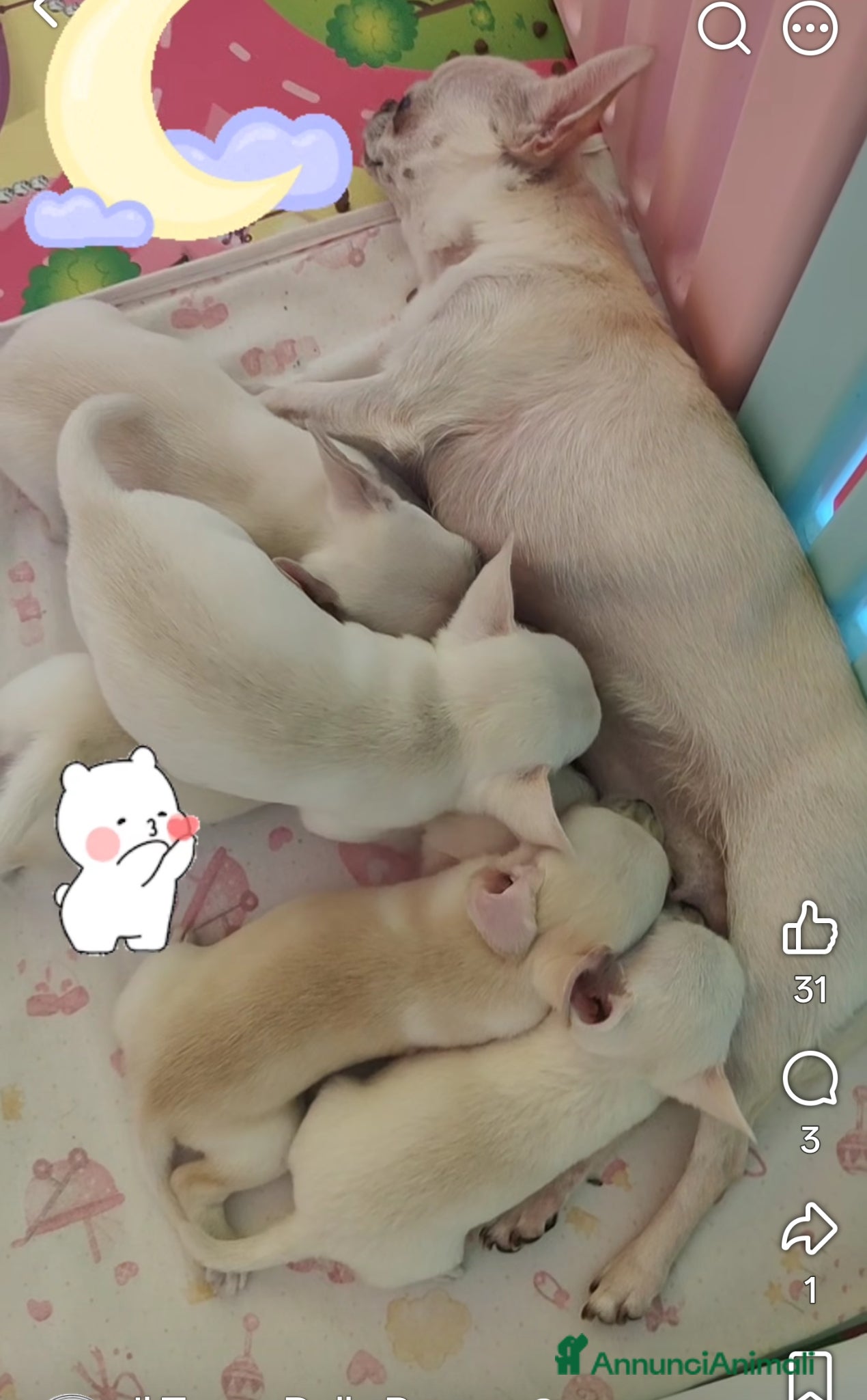 Chihuahua cani Amore a prima vista - Annuncio 2