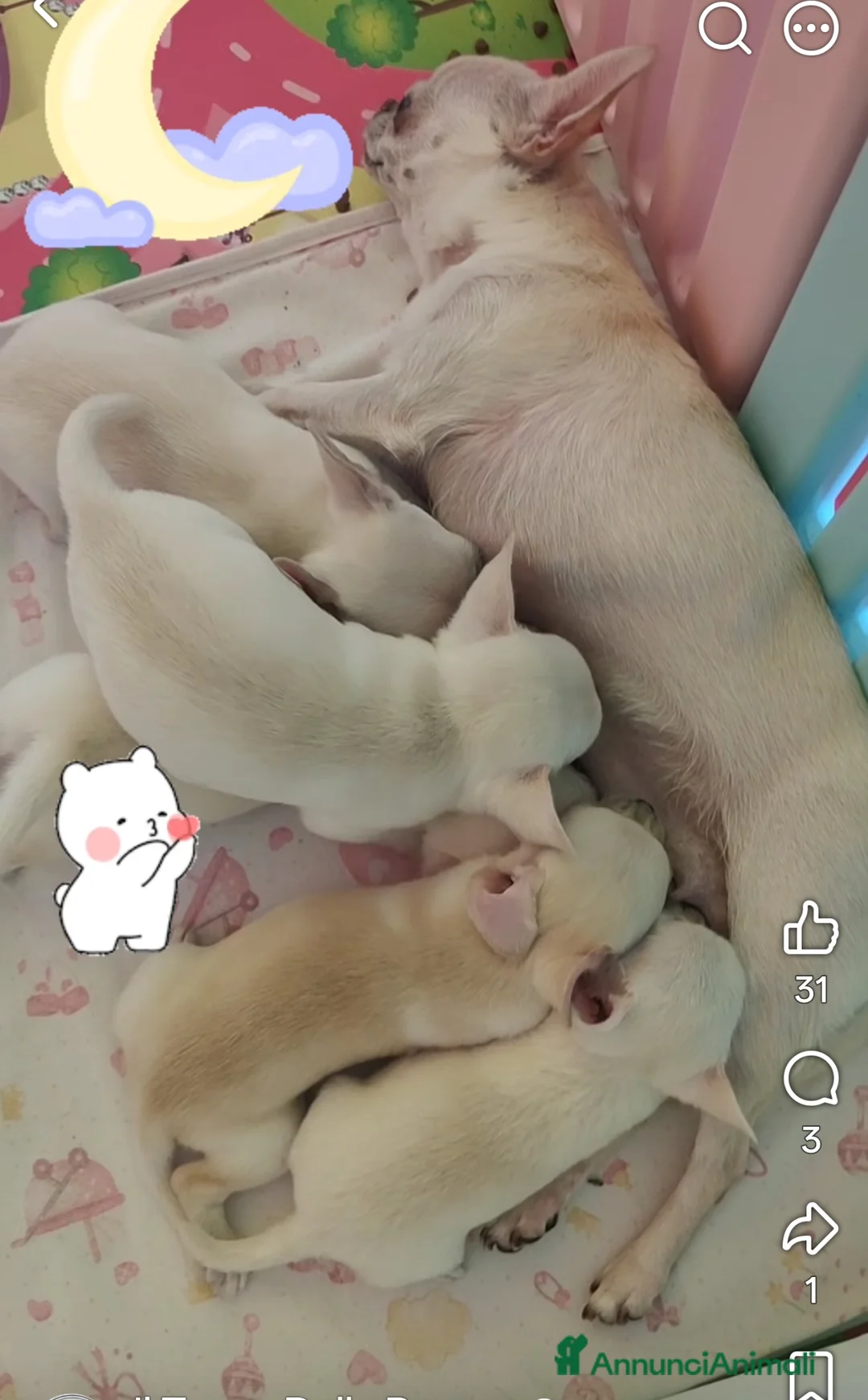 Chihuahua cani in vendita: Amore a prima vista - Annuncio 2