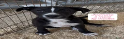Meticcio cani in regalo: Trovatelli cercano urgentemente casa a Provincia di Monza e della Brianza - Annuncio 6