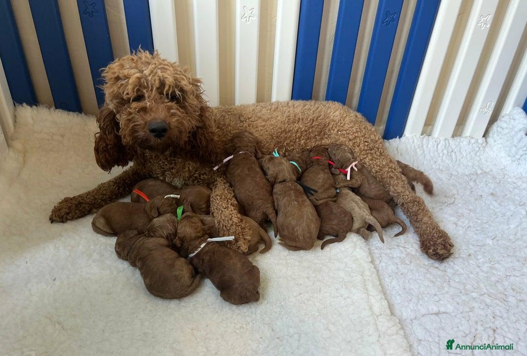 Golden Retriever cani in vendita: Australian Golden DoubleDoodle - Annuncio 27
