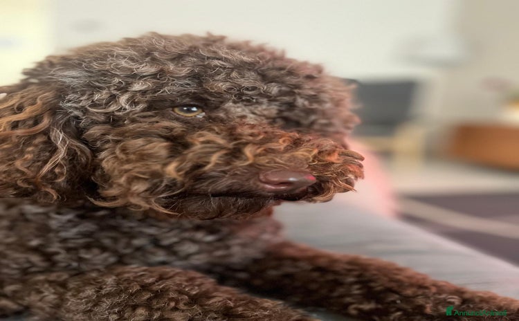 Barboncino cani Barboncino nano con pedigree per monta - Annuncio 4