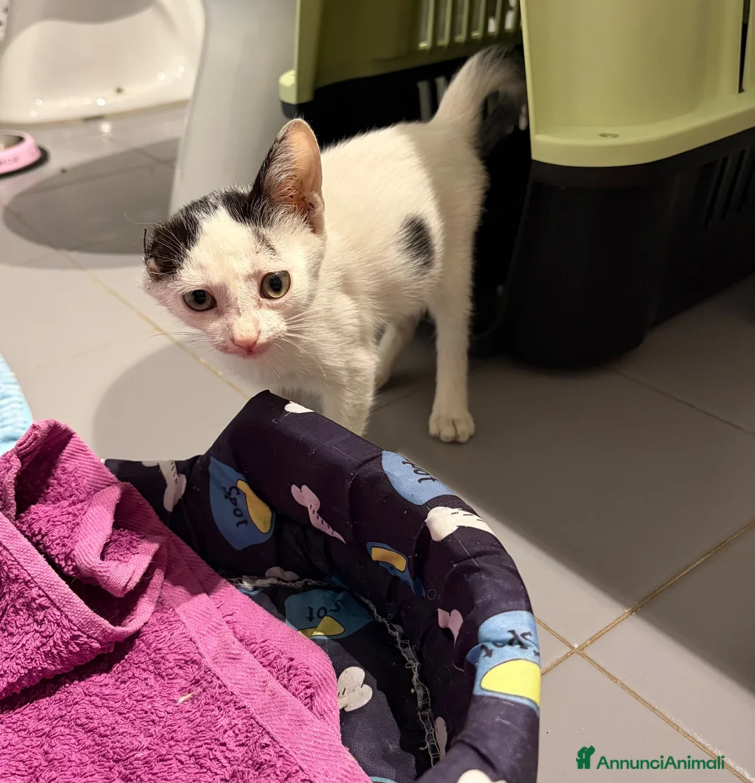 Meticcio gatti in regalo: ❤️ BIA: NON PERMETTIAMO CHE TORNI IN STRADA ❤️ - Annuncio 3