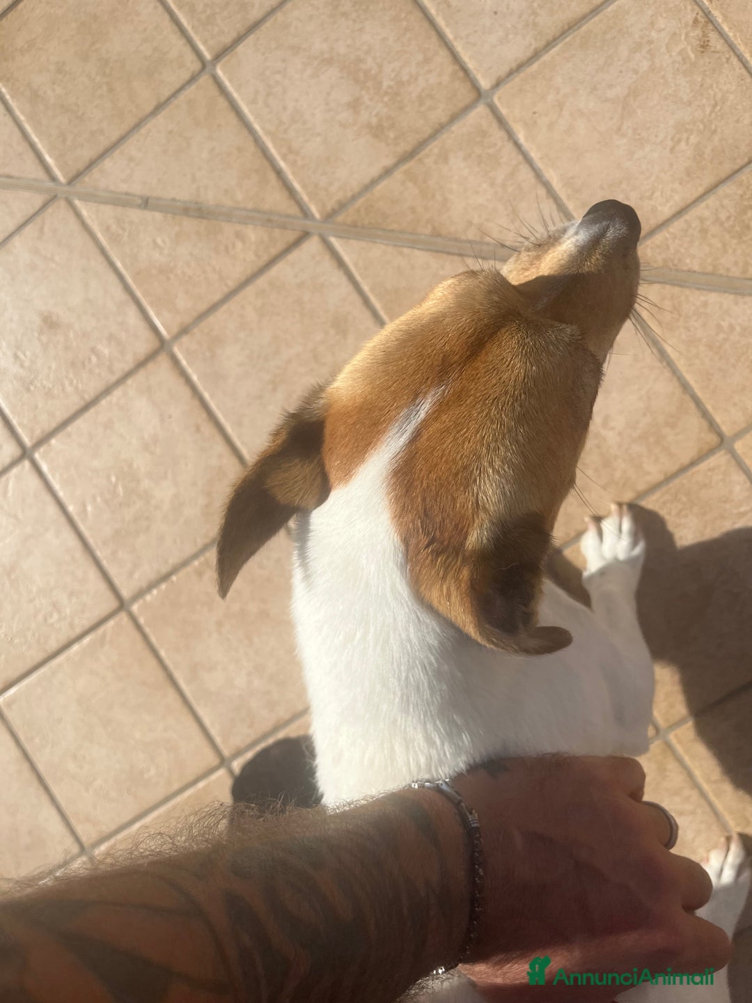 Jack Russell cani in regalo: Jack russel - Annuncio 2