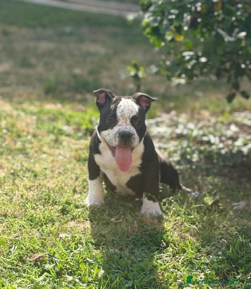 American Bully cani 2 cuccioli maschi American Bully - Annuncio 5