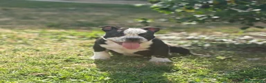 American Bully Cucciolo 2