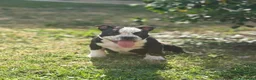 American Bully cani in vendita: 2 cuccioli maschi American Bully - Annuncio 1