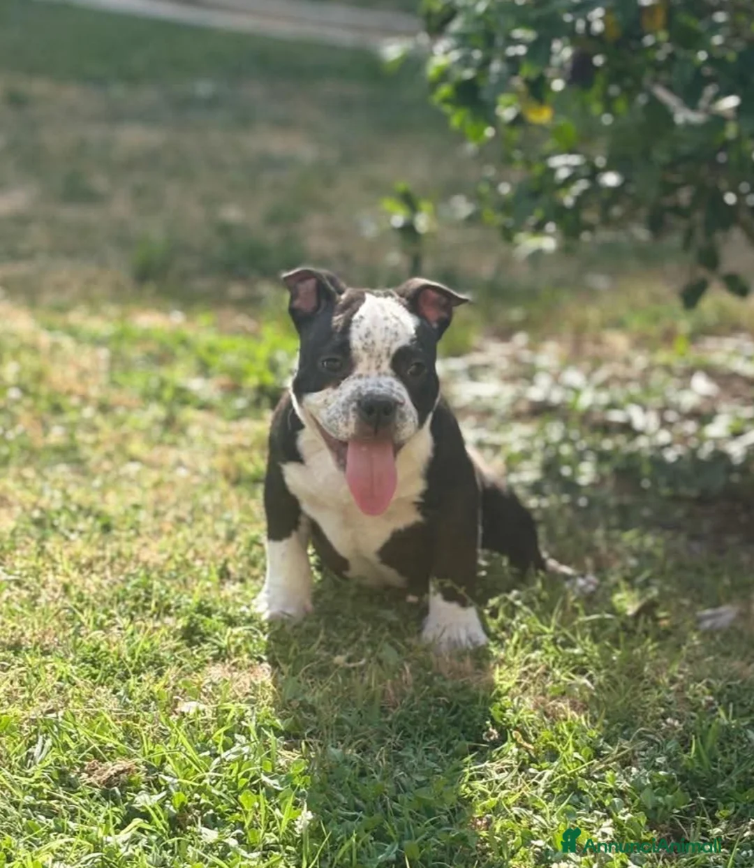 American Bully cani in vendita: 2 cuccioli maschi American Bully - Annuncio 1