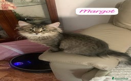 Siberiano gatti in vendita: Vendesi gattini Siberiani  - Immagine 4