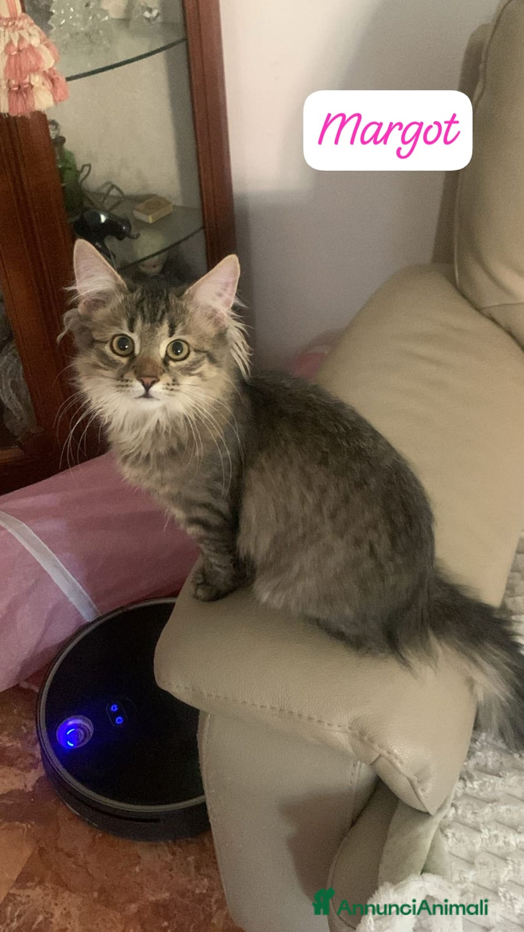 Siberiano gatti in vendita: Vendesi gattini Siberiani  - Annuncio 4