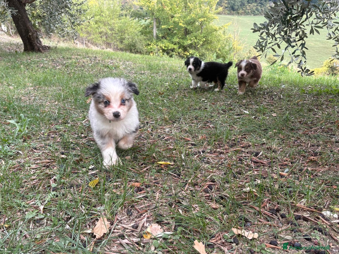 Australian Shepherd cani in vendita: Cuccioli di pastore australiano con pedigree  - Annuncio 6