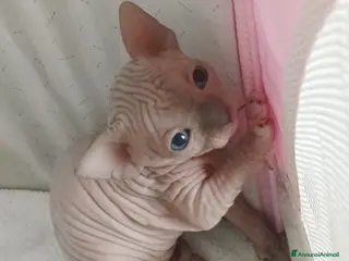 Sphynx gatti Cuccioli di sphynx con pedigree - Annuncio 1
