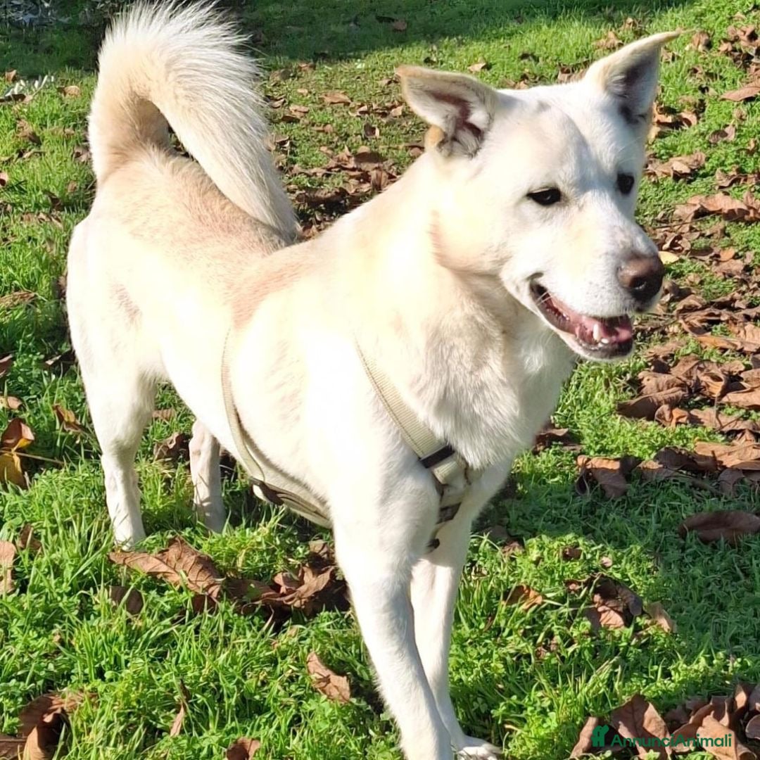 Meticcio cani in regalo: SHERLOCK 💙 - una nuvola bianca di dolcezza   - Annuncio 2