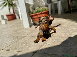 Bassotto cani Disponibile bassotto Arlecchino per monta - Annuncio 3