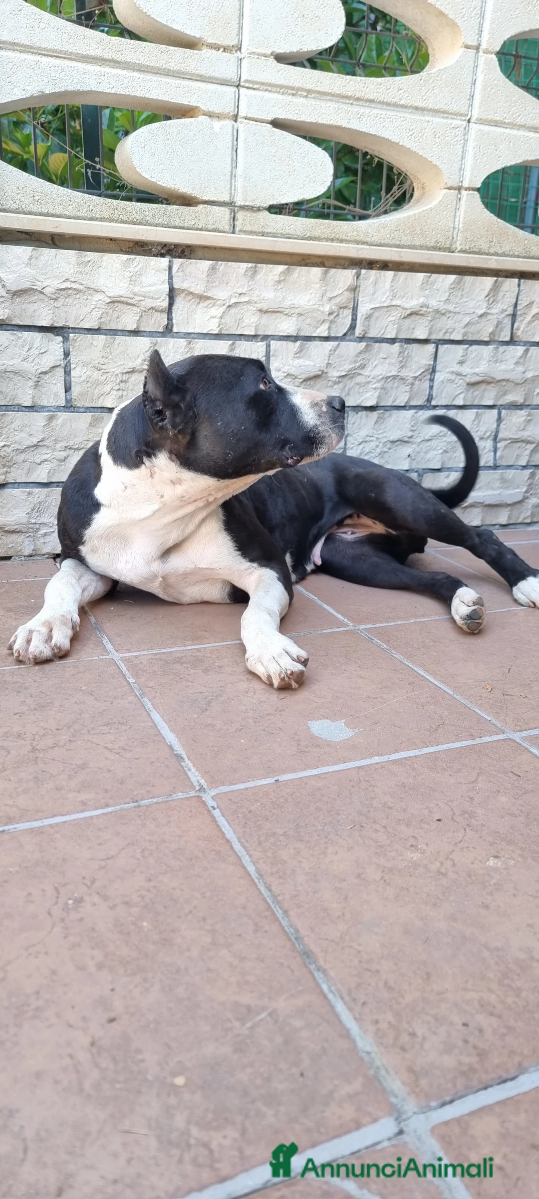 American Staffordshire cani in vendita: Allevamento Amstaff in Puglia con pedigree  - Annuncio 2