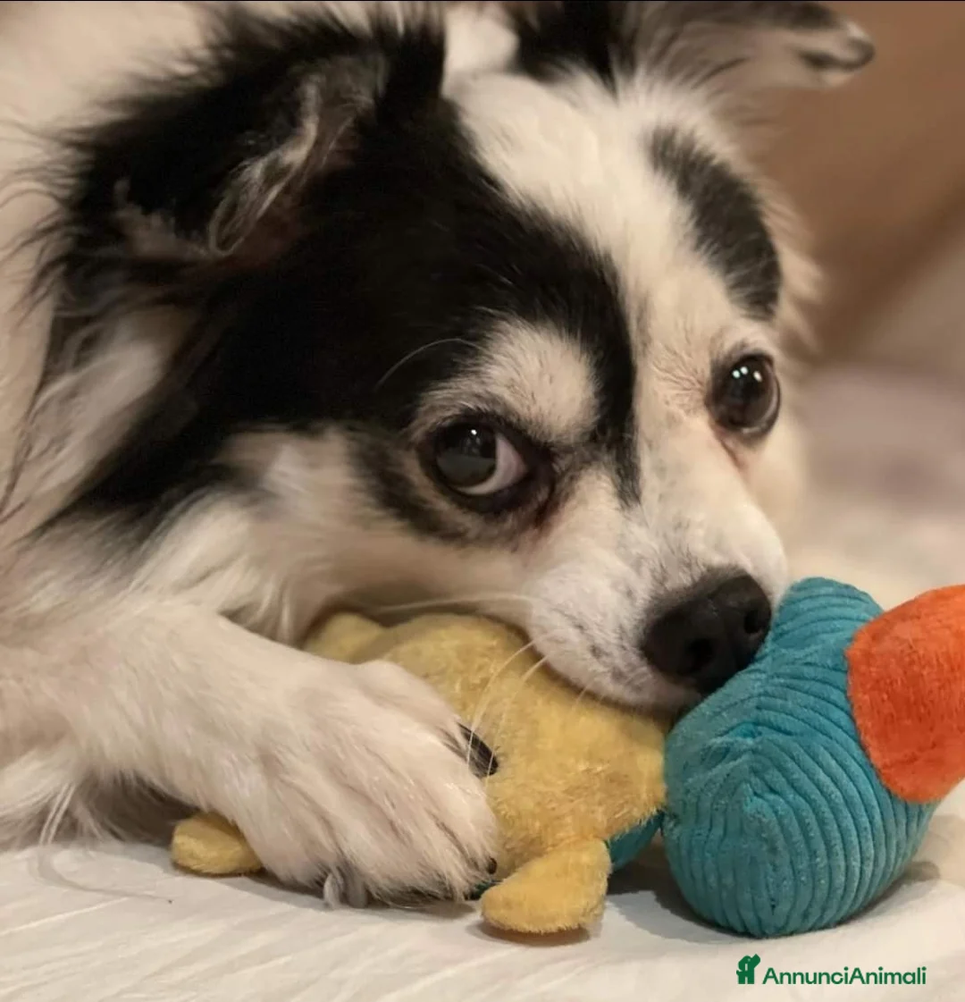 Meticcio cani in regalo: Cuccioli taglia medio piccola 2 mesi  - Annuncio 2