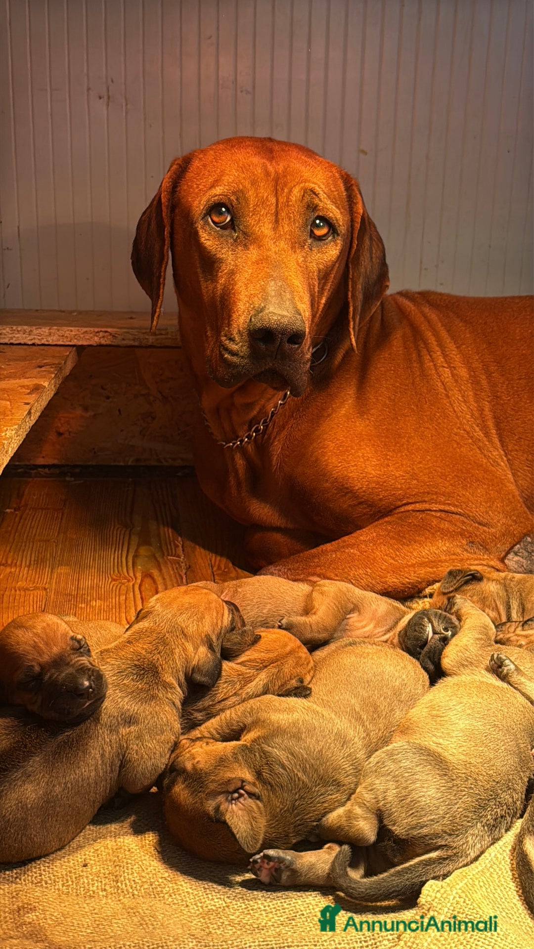 Rhodesian Ridgeback cani in vendita: Cuccioli di Rhodesian Ridgeback  - Annuncio 4