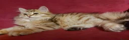 Siberiano gatti in vendita: Cuccioli di gatto Siberiano Certificati  - Annuncio 3
