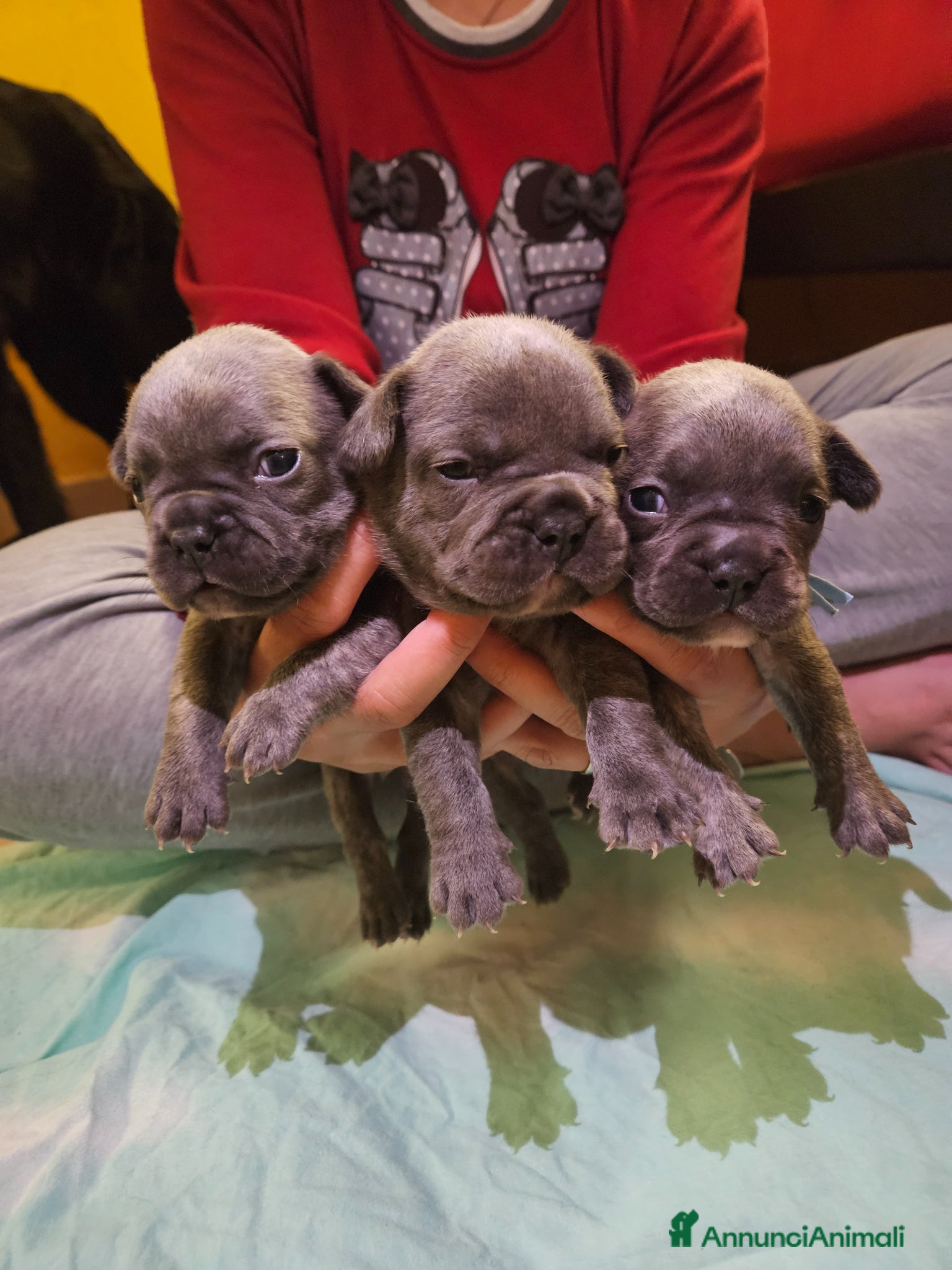 Bulldog Francese cani in vendita: Cuccioli bulldog francese fluffy - Annuncio 14