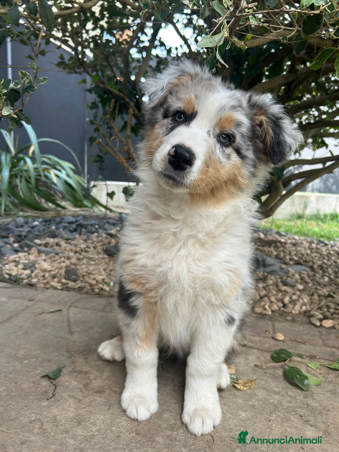 Australian Shepherd cani in vendita: Pastore australiano blue merle a Provincia di Padova - Annuncio 8