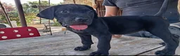 Cane Corso cani in vendita: Ultimi cuccioli di cane corso  a Libero consorzio comunale di Agrigento - Annuncio 9