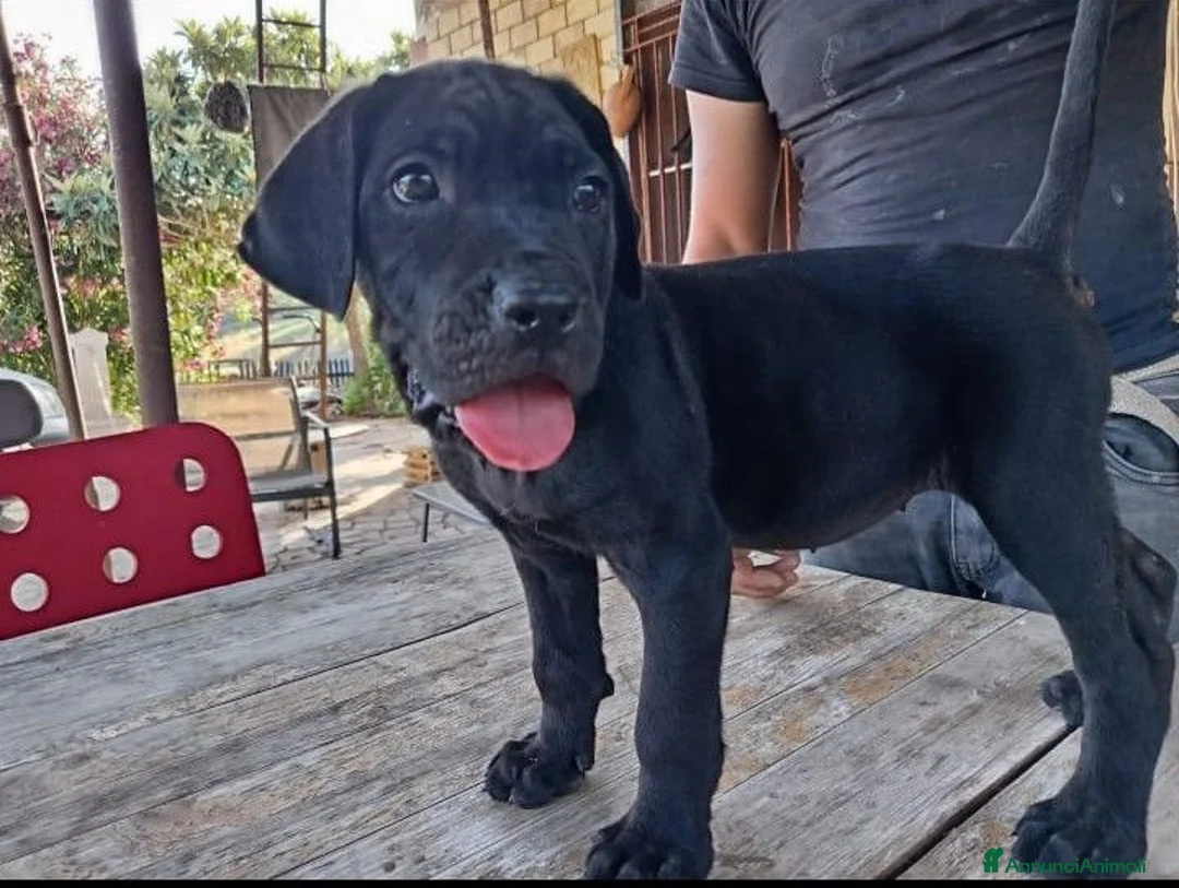 Cane Corso cani in vendita: Ultimi cuccioli di cane corso  a Libero consorzio comunale di Agrigento - Annuncio 9