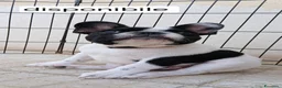 Bulldog Francese cani in vendita: Buolldogfrancese  - Annuncio 1