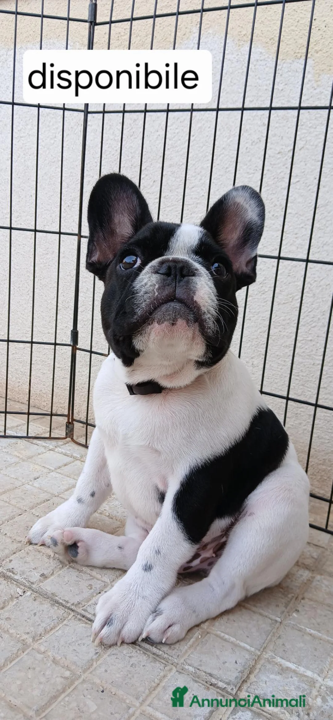 Bulldog Francese cani in vendita: Buolldogfrancese  - Annuncio 1