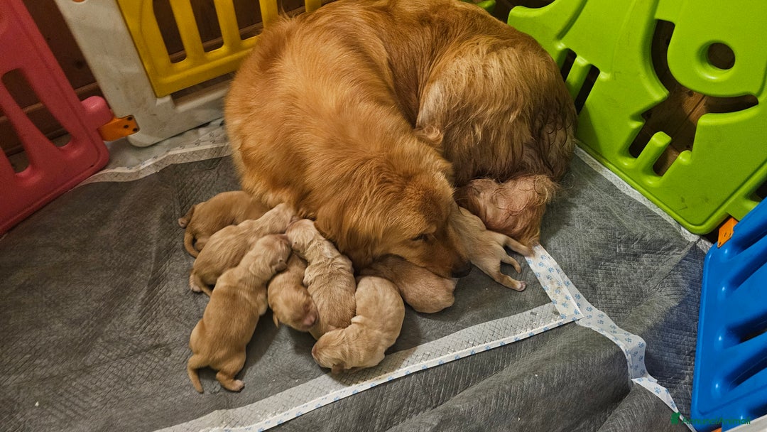 Golden Retriever cani in vendita: Golden americani 100% - Annuncio 4