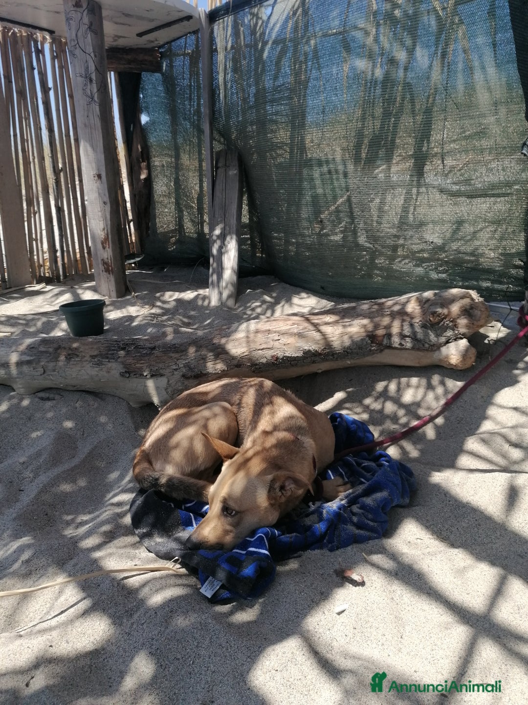 Meticcio cani in regalo: Luna, meticcia di 3 anni in regalo - Annuncio 2