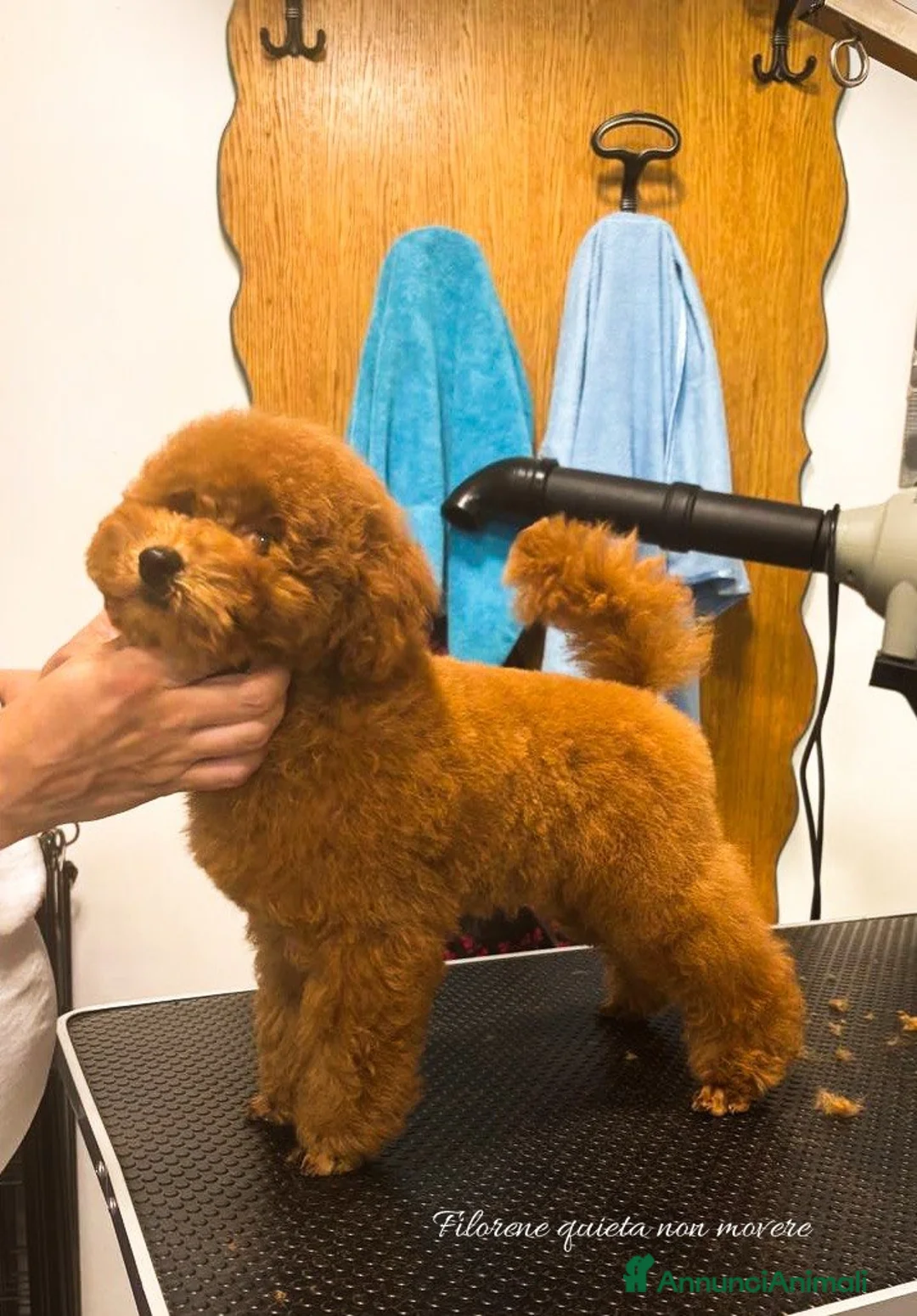 Barboncino Toy cani in vendita: Cucciolo fulvo 3 mesi  - Annuncio 4
