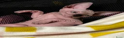 Sphynx gatti in vendita: Sphynx  - Annuncio 5