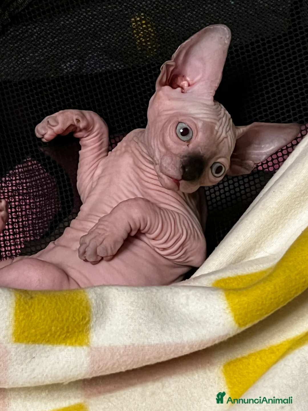 Sphynx gatti in vendita: Sphynx  - Annuncio 5