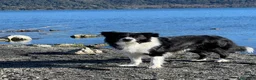 Border Collie cani per accoppiamento: Border Collie maschio da monta - Annuncio 3