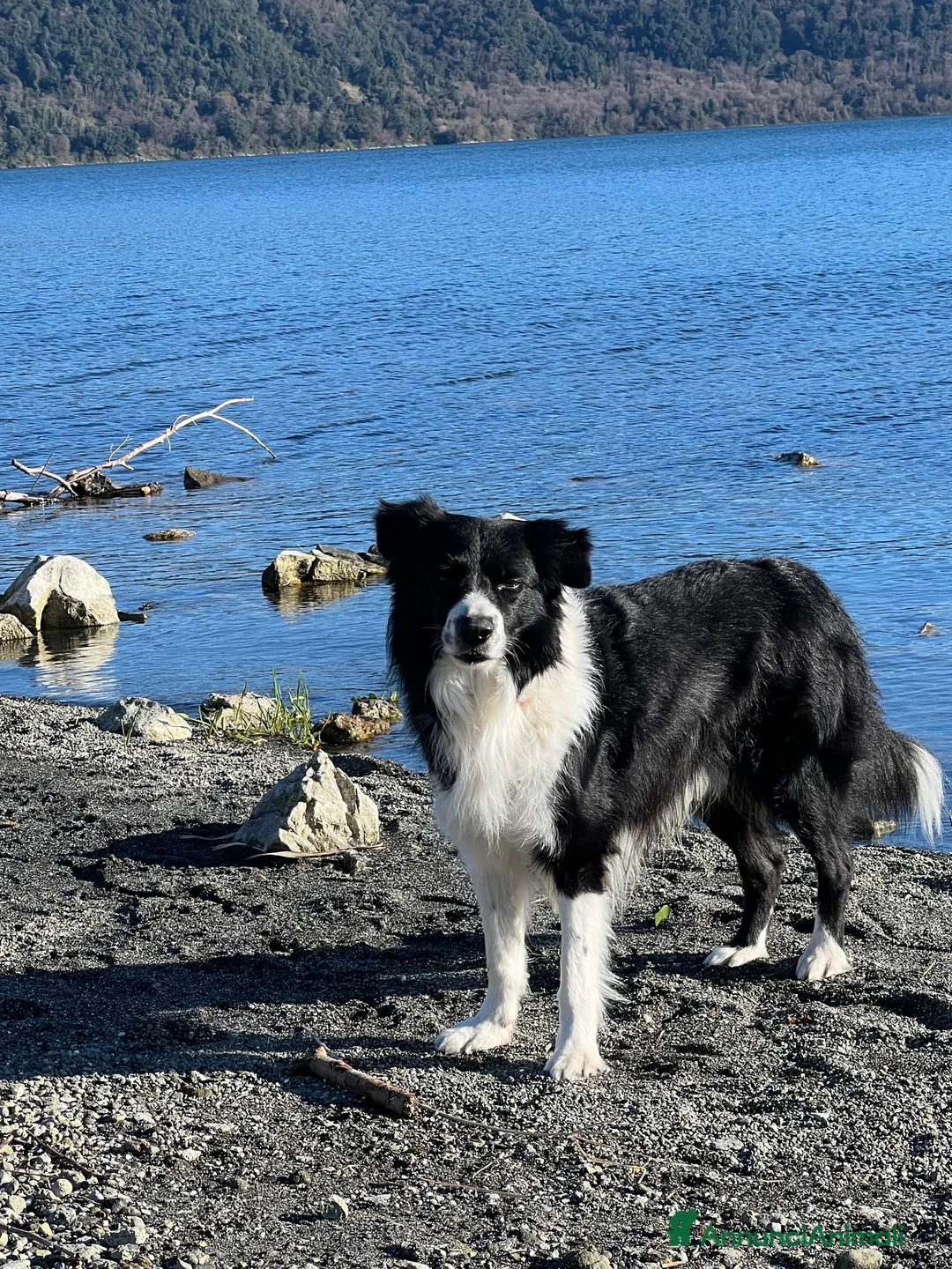 Border Collie cani per accoppiamento: Border Collie maschio da monta - Annuncio 3