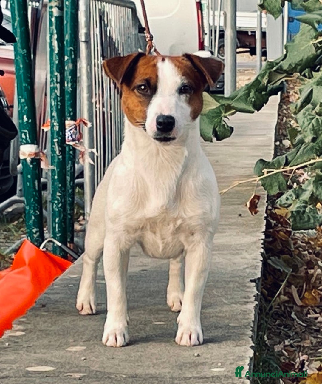 Immagine della galleria {{count}}