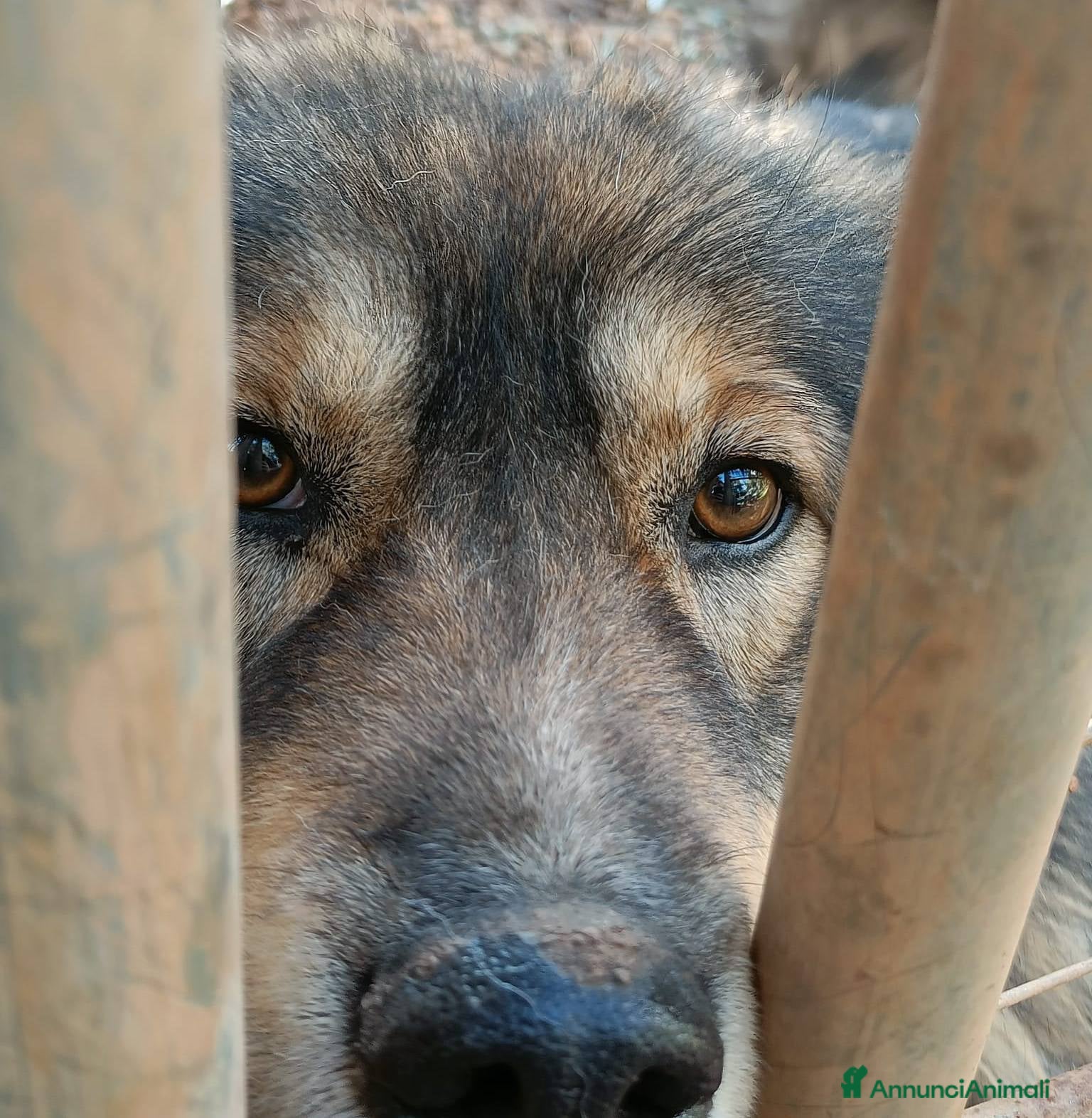 Pastore dei Carpazi cani Pastore dei Carpazi meraviglioso - Annuncio 1