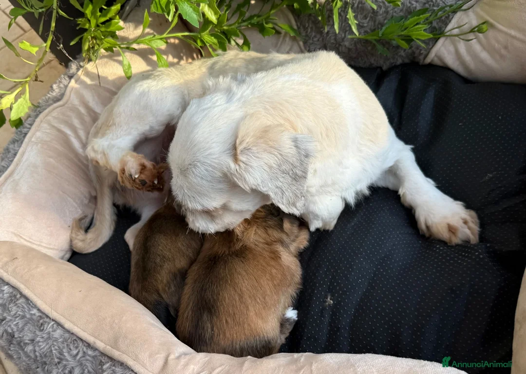 Maltipoo cani in vendita: Barboncino Maltipoo Lhasa Apso Tre Quarti di Luna - Annuncio 4