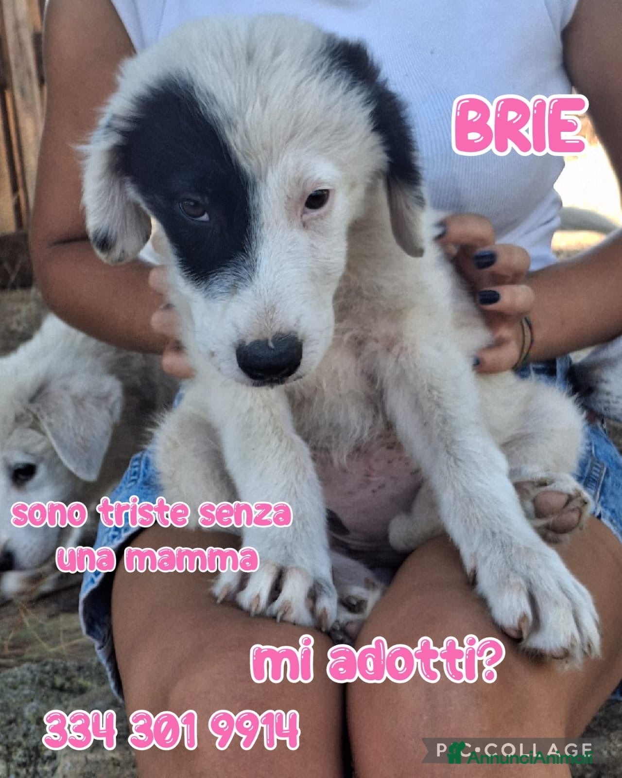 Meticcio cani BRIE 🩷  UNA MACCHIA, MILLE COCCOLE 😍😍 - Annuncio 9