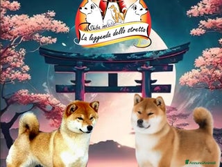 Shiba Inu cani Shiba inu - Annuncio 24