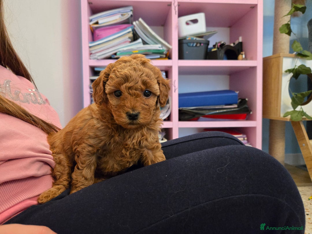 Barboncino cani in vendita: BARBONCINO NANO - Annuncio 1