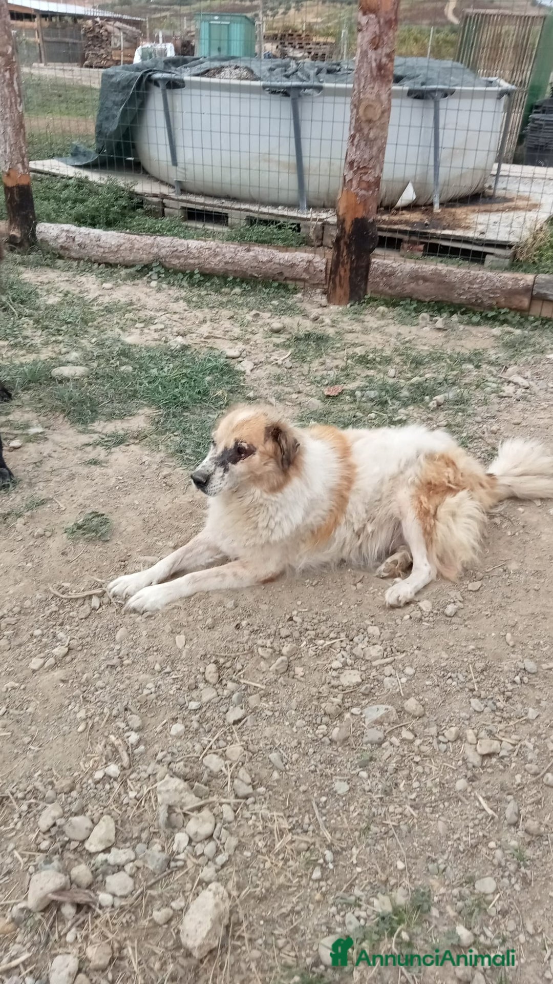 Meticcio cani in regalo: ARTU' - Annuncio 2