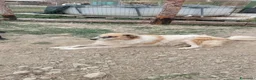 Meticcio cani in regalo: ARTU' - Annuncio 2