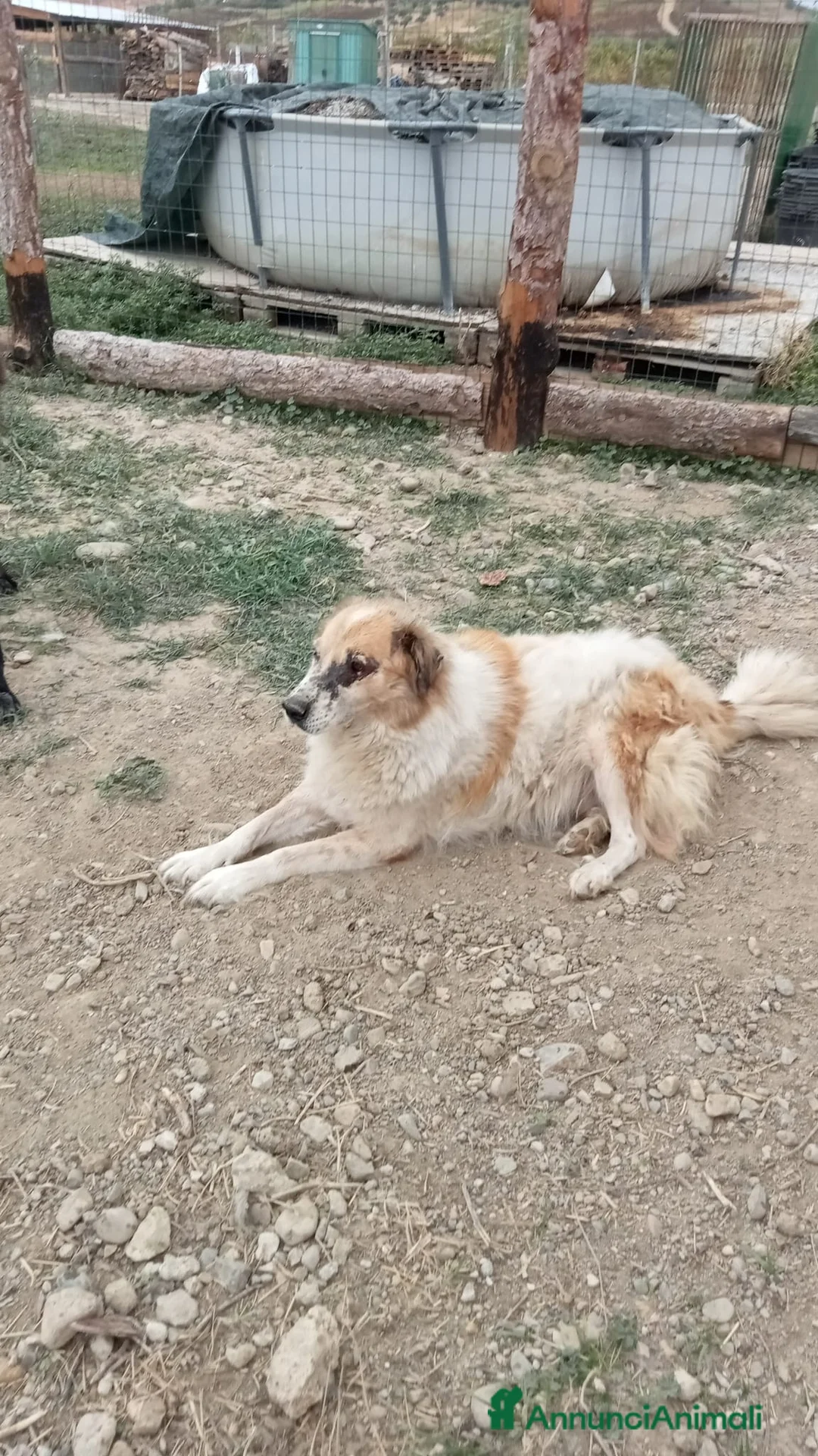 Meticcio cani in regalo: ARTU' - Annuncio 2